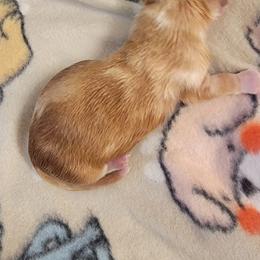 Dachshund Puppies from CLARK'S BREEDING PROGRAM