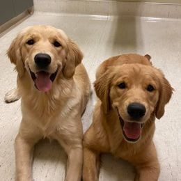 Golden Retrievers from Bound By Gold