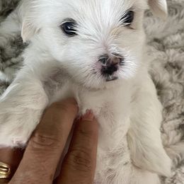 Maltese from Sandykov
