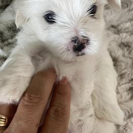Maltese from Sandykov