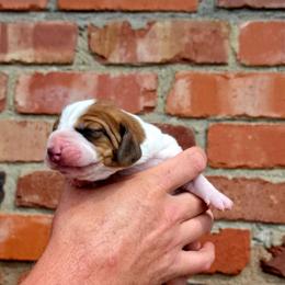 Truvy - Mahogany and white female Basset Hound puppy in Bellaire, Ohio from Blessed Bassets