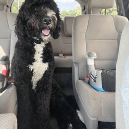 Aussiedoodle and Bernedoodle All Grown Up from Hickory Hideaway Doodles