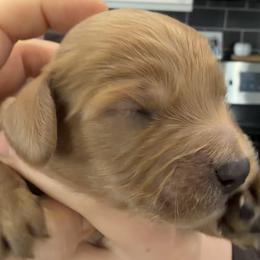 Duke - Red male Cavapoo puppy in Pasco, Washington from Beth's Cavapoos