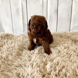 Nugget (AKC) - Red  male Poodle puppy in Riverside, California from Red Toy Poodle World