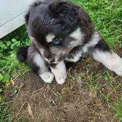 Finnish Lapphund Puppies from Tulikettu Kennel
