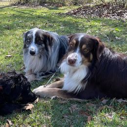 Australian Shepherds from Parkman House Aussies
