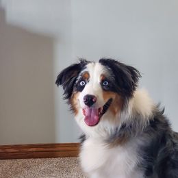 Australian Shepherd All Grown Up from Spunky Farms Aussies