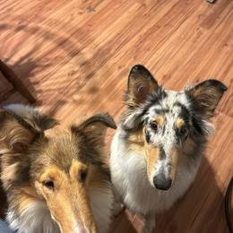Collie and Yorkshire Terrier All Grown Up from Puppy Dog City