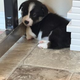 Pembroke Welsh Corgi Puppies from Courtlyn's Corgis