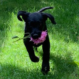 Labradoodles from Deuce's Doodles