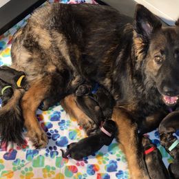 German Shepherd Puppies from Eisenkraft K9’s