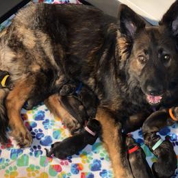 German Shepherd Puppies from Eisenkraft K9’s