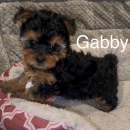 Gabby - Black & tan tri-color female Morkie puppy in Seneca, Missouri from M.Y. Morkies and Yorkies