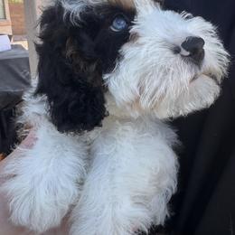 . - Tri-color male Bernedoodle puppy in Gilbert, Arizona from Azteddybeardoodles