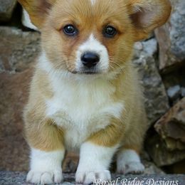 Pembroke Welsh Corgi Puppies from Royal Ridge Corgis