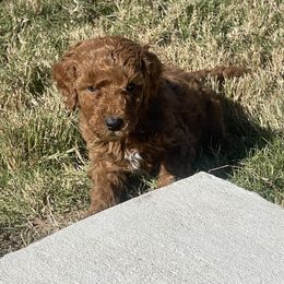 Goldendoodle and Poodle Puppies from Duffey’s IncrediDoodles