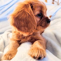 Cavalier King Charles Spaniel Puppies from Angels and Nobility Cavaliers