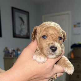 Grey Collar - Red  male Goldendoodle puppy in Winchester, Tennessee from Mahaffey’s Doodles