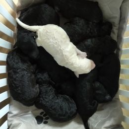 Poodle Puppies from Magnificent Standards