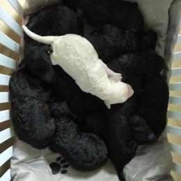 Poodle Puppies from Magnificent Standards