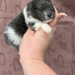 Sage - Blue female Pomeranian puppy in Newark, Ohio from Keeperofstars Pomeranians