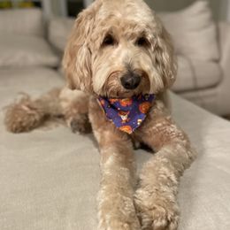 Ada - Goldendoodle