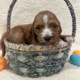 Jelly Bean - Red  female Goldendoodle puppy in Taylorsville, North Carolina from Doggone Dixie Doodles
