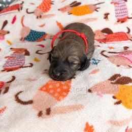 Stefan - Cream male Dachshund puppy in Molino, Florida from Dooney's Dachshunds