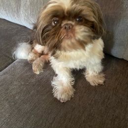 Odin - Shih Tzu