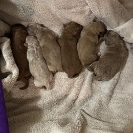 Goldendoodle Puppies from Momma’s Mini Goldendoodles