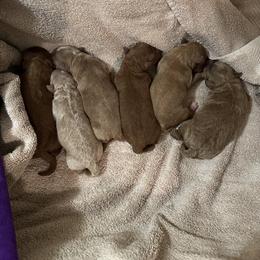 Goldendoodle Puppies from Momma’s Mini Goldendoodles