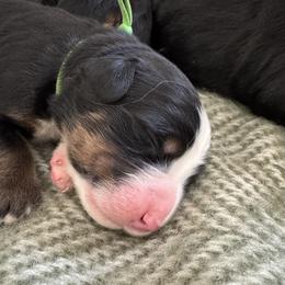 Bernese Mountain Dog puppies from Berner Acre Woods