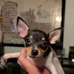 Lola's AE5 - White black and tan female Toy Fox Terrier puppy in Clermont, Florida from Debbie Hiles's Toy Fox Terriers
