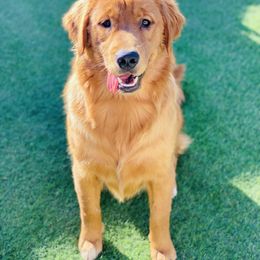 Golden Retriever and Siberian Husky All Grown Up from HuskiesAndGoldensWithFinesse