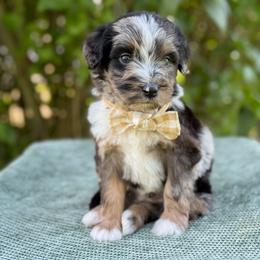 Gilbert - Blue merle male Bernedoodle puppy in Bellville, Ohio from Bernedoodle Buddies