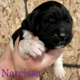 Girl 1 - White and black Newfoundland puppy in Tully, New York from Bear Paw Newfoundlands