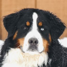 Zeke - Bernese Mountain Dog