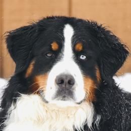 Zeke - Bernese Mountain Dog