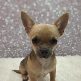 Presley - Black and tan male Chihuahua puppy in Topeka, Kansas from Barbie's Baby Chihuahuas
