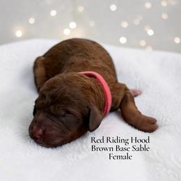 Red Riding Hood - Sable female Poodle puppy in Ellenburg Center, New York from Kristin's Puppies