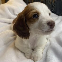 Dachshunds from House of Dachshunds Texas