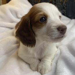 Dachshunds from House of Dachshunds Texas