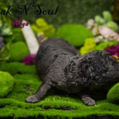 Mudi and Silken Windhound Puppies from Oak & Soul (Oak Creek) Silken Windhounds and Mudi