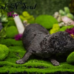 Mudi and Silken Windhound Puppies from Oak & Soul (Oak Creek) Silken Windhounds and Mudi