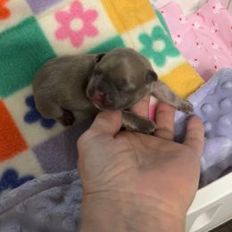 Warren - Blue male French Bulldog puppy in Peru, Indiana from Angie's Little Bostons And Frenchies