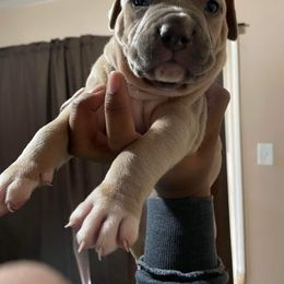 Boy 1 - American Bully puppy in Holland, Michigan from PlayHouse Bullies