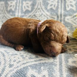 Purple girl - Red  female Goldendoodle puppy in Denison, Iowa from Violet View Iowa Goldendoodles