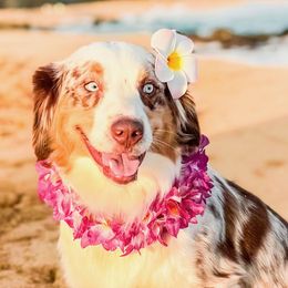 Australian Shepherds and Miniature American Shepherds from Alolan Angel Aussies