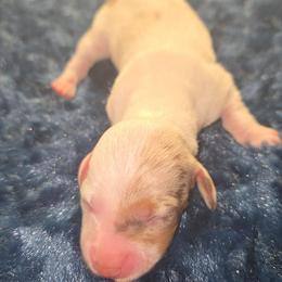 Chocolate Dapple Pie - Dapple female Dachshund puppy in West Plains, Missouri from Spring Creek Dachshunds