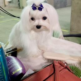 Pinkie Pie - Maltese